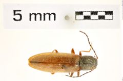 Foto (Dorsalansicht) von Metanomus insidiosus (LeConte, 1853) (NHMW-ZOO-COL-0008329)